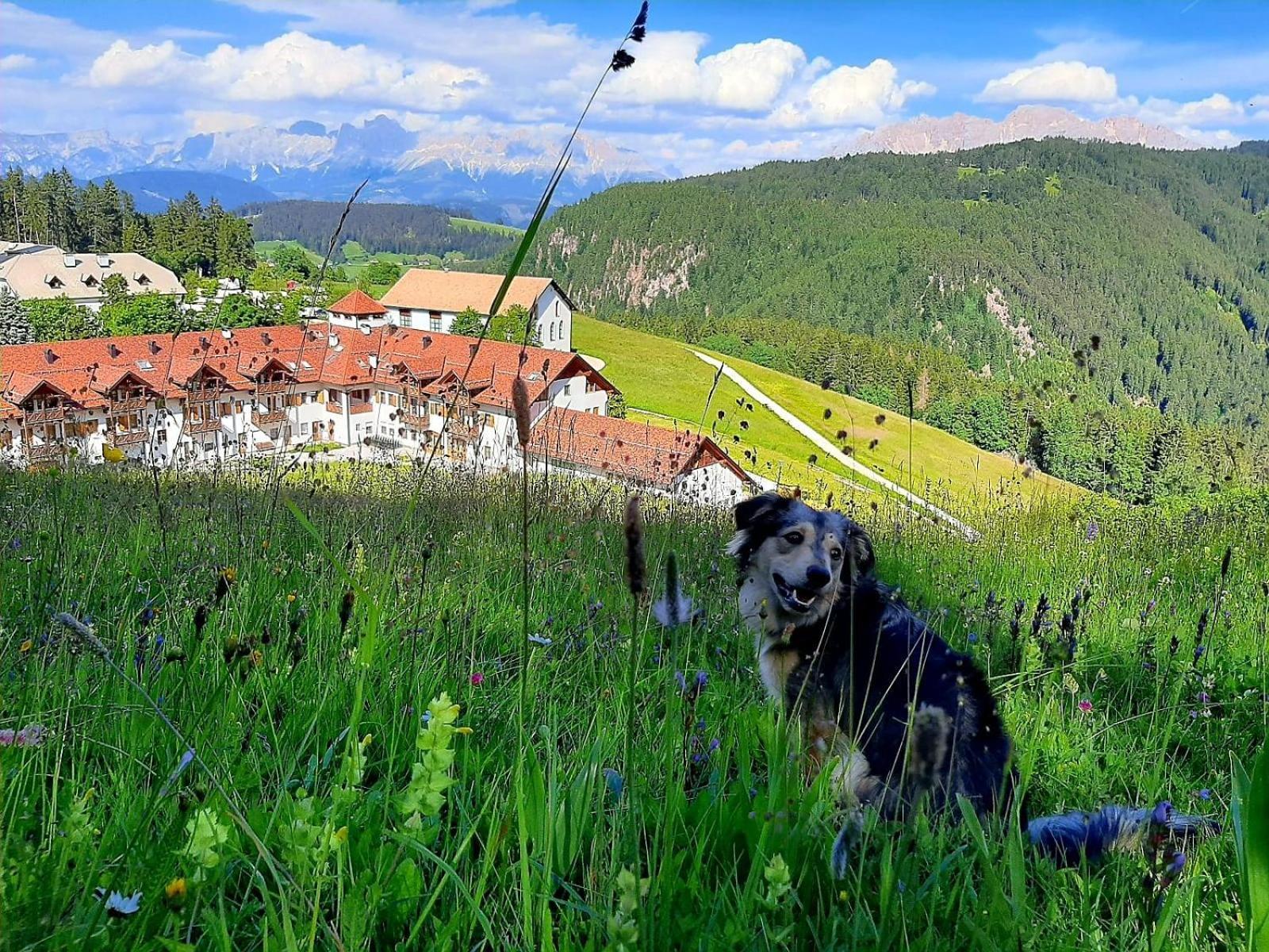 Gasthof Schmiederalm Aldino Exterior photo